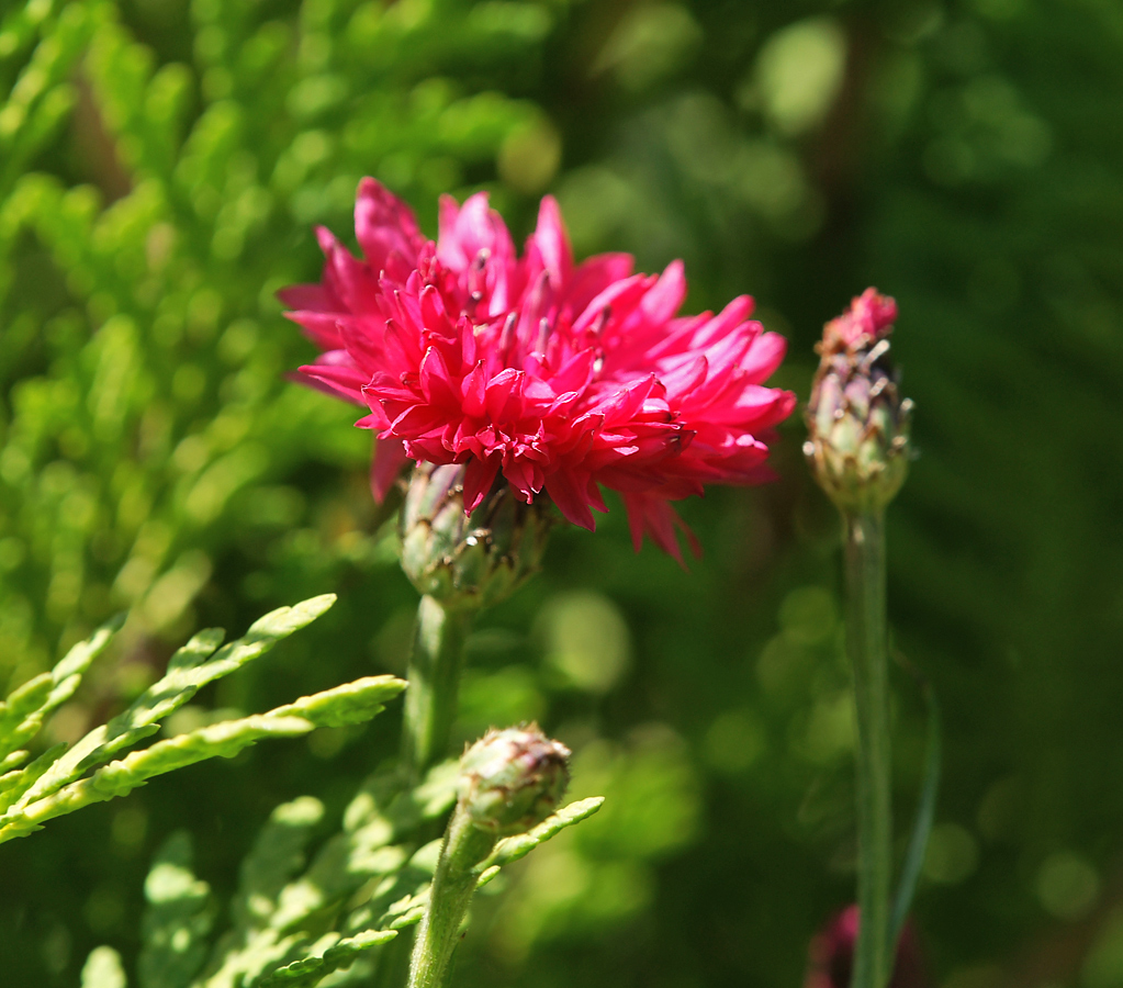 Image of Centaurea cyanus specimen.