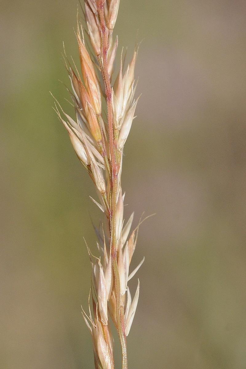 Image of Festuca valesiaca specimen.