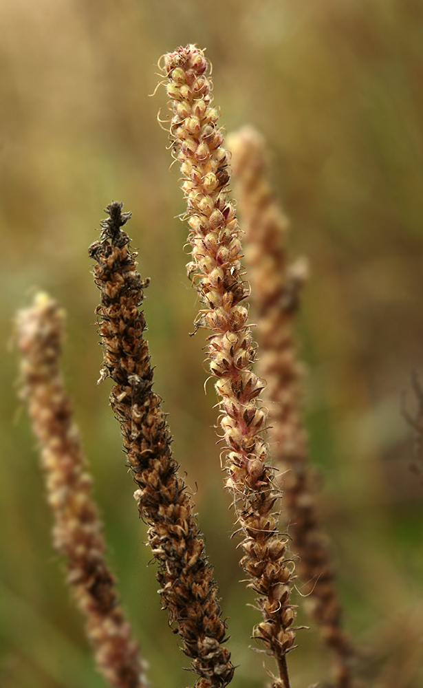 Image of Veronica spicata specimen.