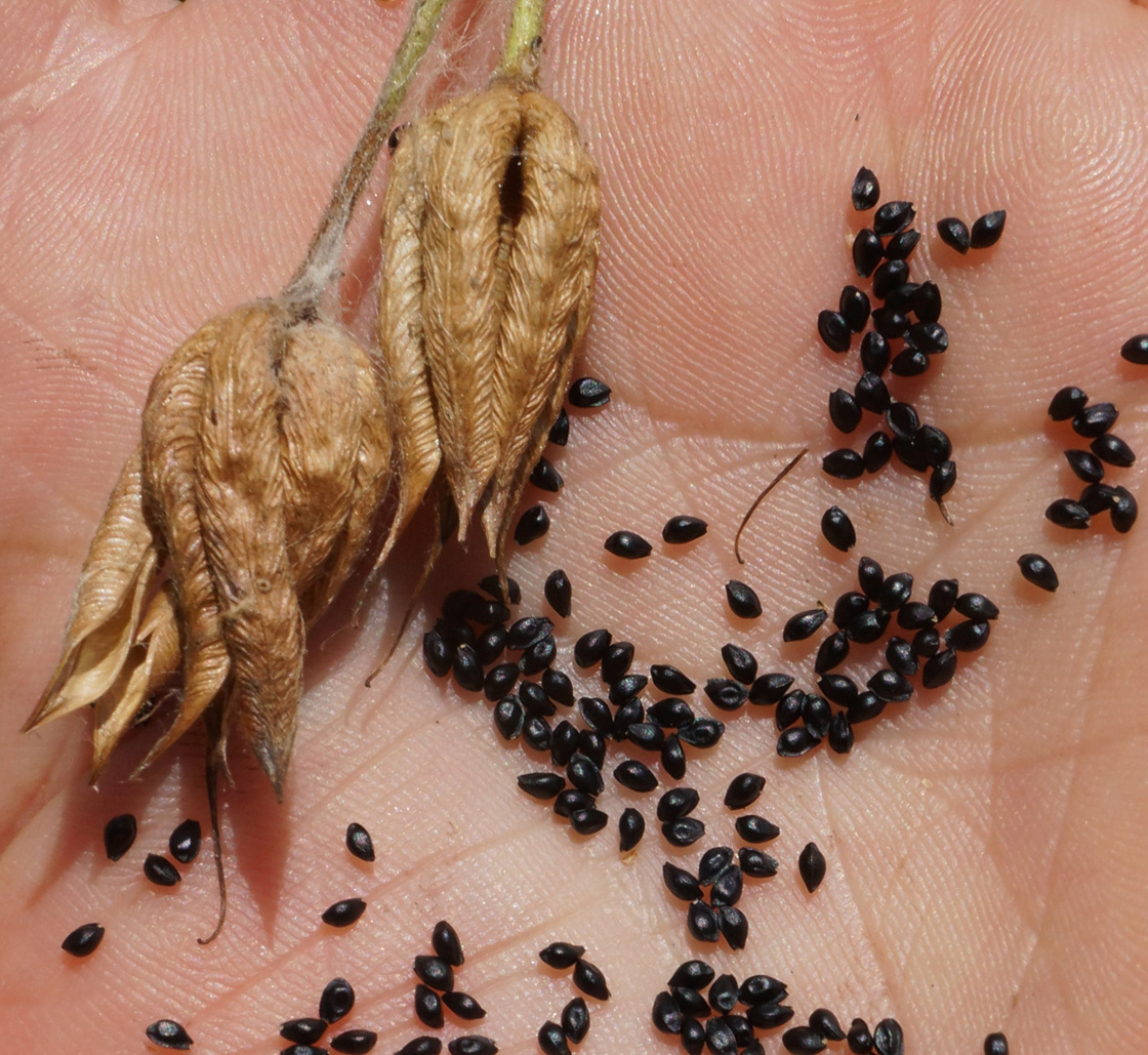 Image of Aquilegia vulgaris specimen.