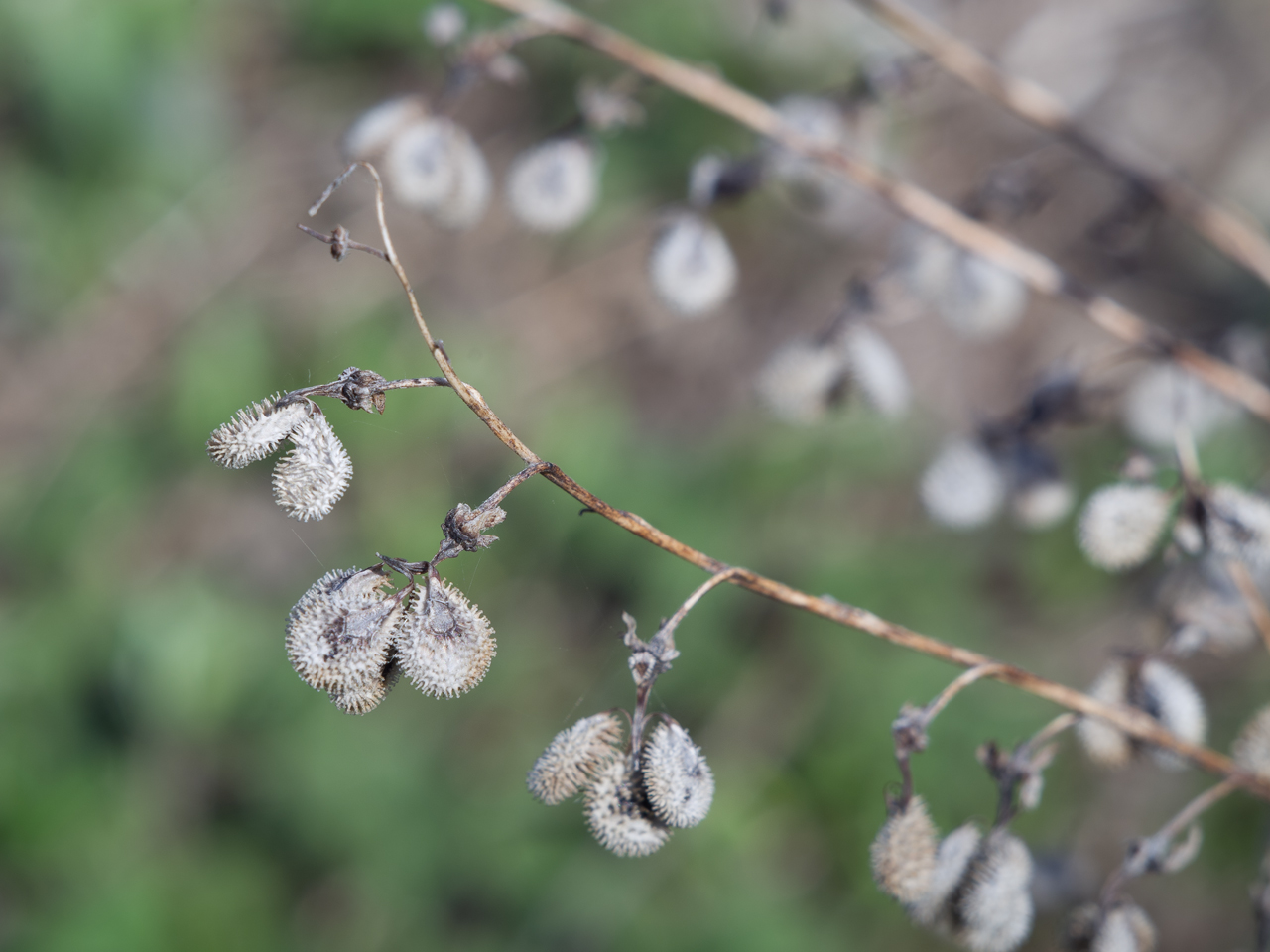 Image of Cynoglossum officinale specimen.