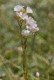 Gypsophila tenuifolia. Верхушка цветущего растения. Адыгея, Майкопский р-н, плато Лаго-Наки, хр. Каменное море, субальпийский луг. 19.07.2015.