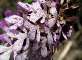 Orchis purpurea