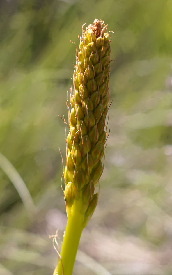 Image of Eremurus fuscus specimen.