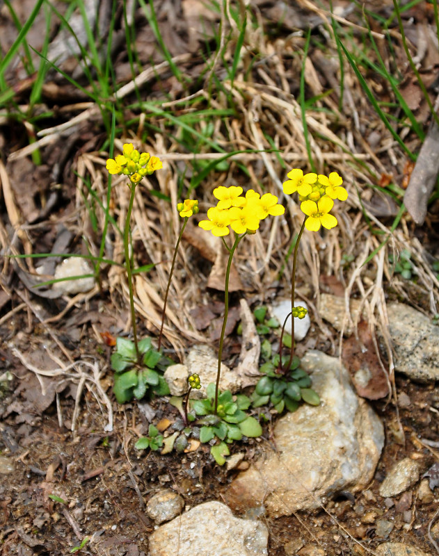 Image of Draba hispida specimen.