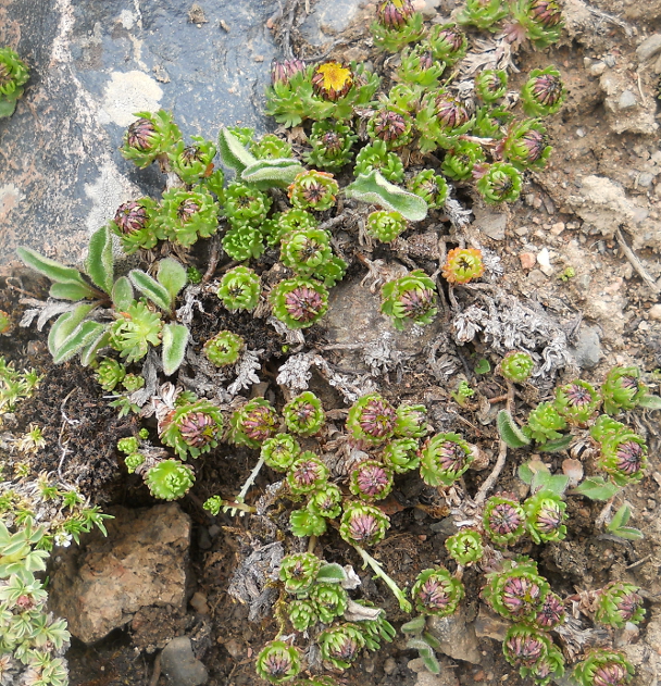 Image of Waldheimia tridactylites specimen.