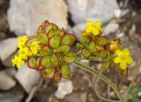 Patrinia sibirica. Соплодие с остатками цветков. Якутия (Саха), Алданский р-н, западная окраина Алдана, низ радиосопки. 21.06.2012.