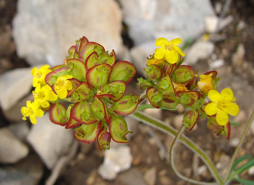 Изображение особи Patrinia sibirica.