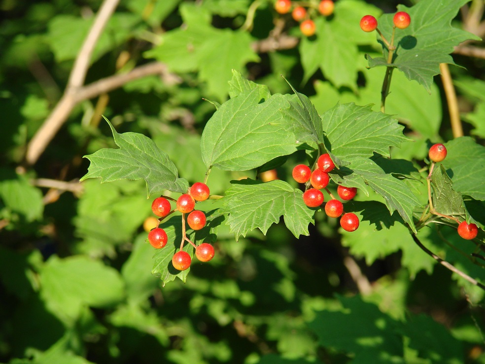 Image of Viburnum opulus specimen.