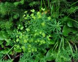 Euphorbia borealis