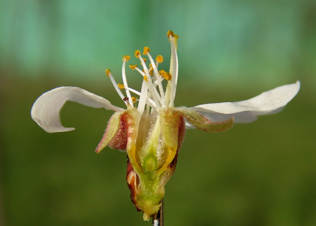 Image of Armeniaca vulgaris specimen.