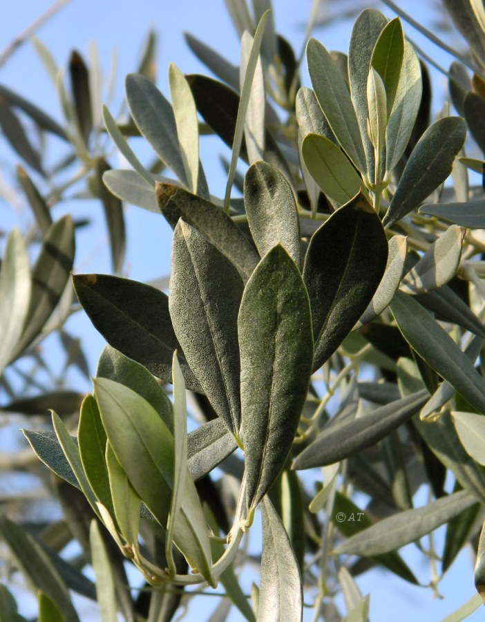 Image of Olea europaea specimen.