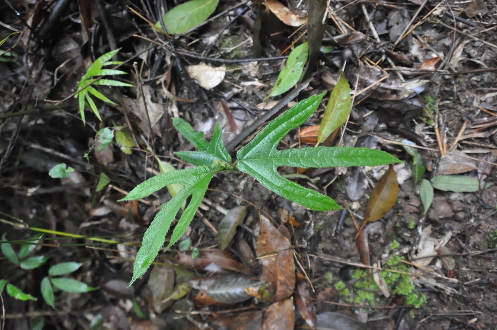 Image of Ficus hirta specimen.