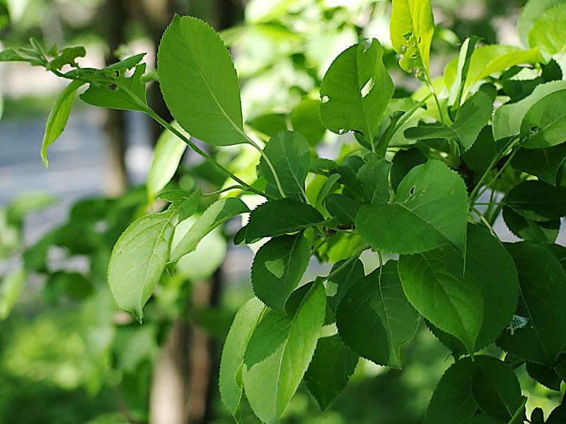 Image of Malus mandshurica specimen.