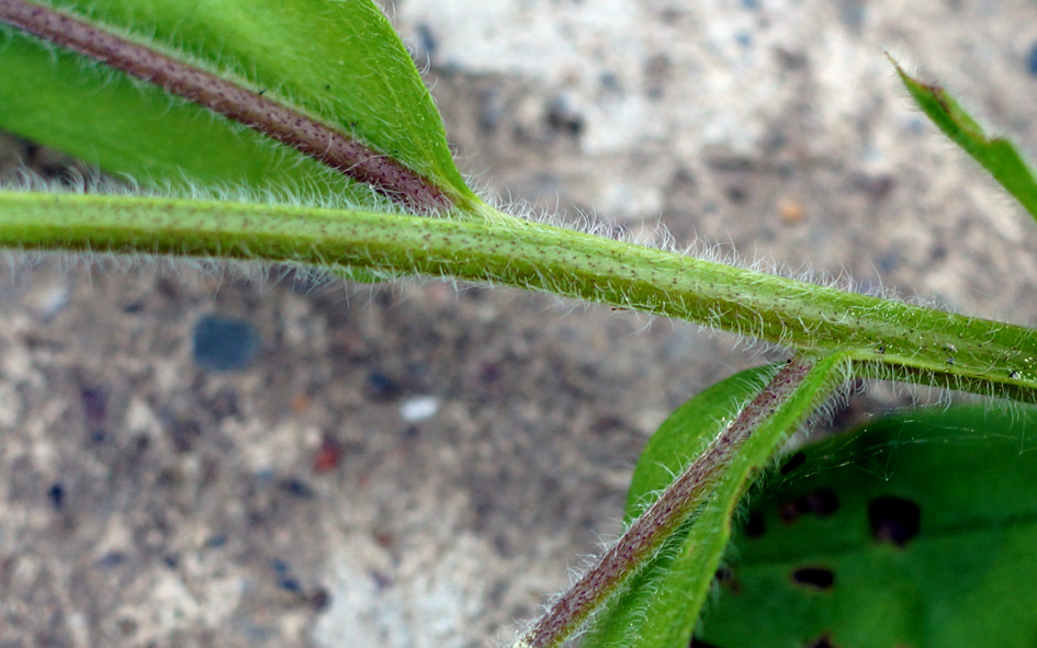 Image of Myosotis sylvatica specimen.