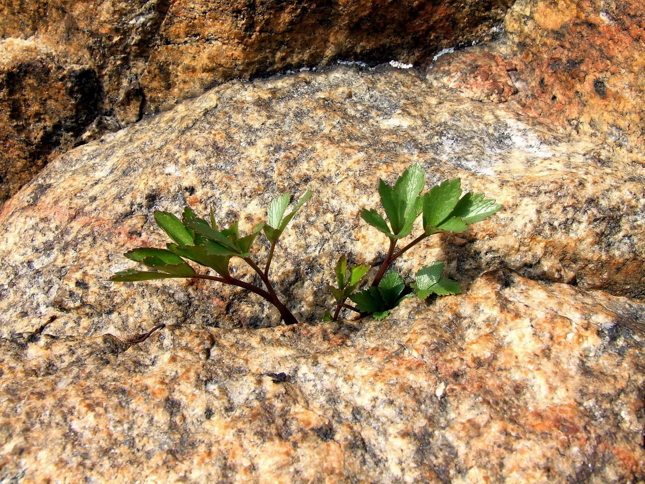 Image of Ligusticum scoticum specimen.