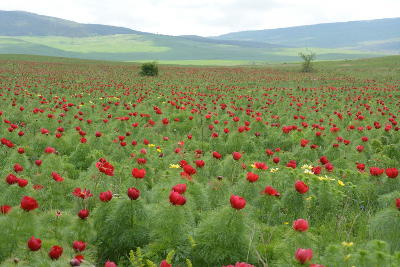 Изображение особи Paeonia tenuifolia.