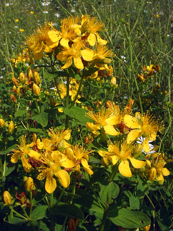 Image of Hypericum maculatum specimen.