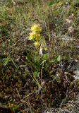 Solidago virgaurea subspecies lapponica. Малорослое позднецветущее растение. Кольский п-ов, Восточный Мурман, Дальние Зеленцы. 12.09.2015.