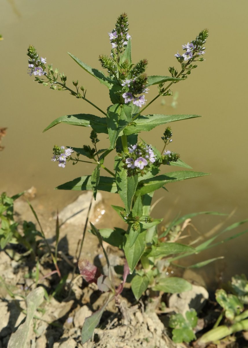 Image of Veronica anagallis-aquatica specimen.