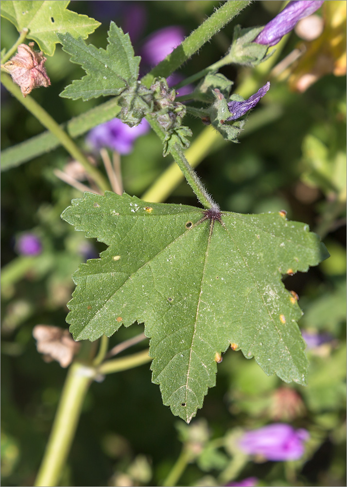 Image of Malva sylvestris specimen.