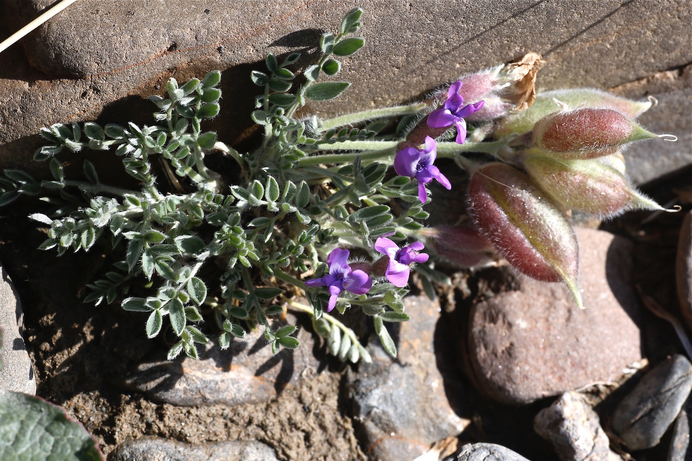 Изображение особи Oxytropis poncinsii.