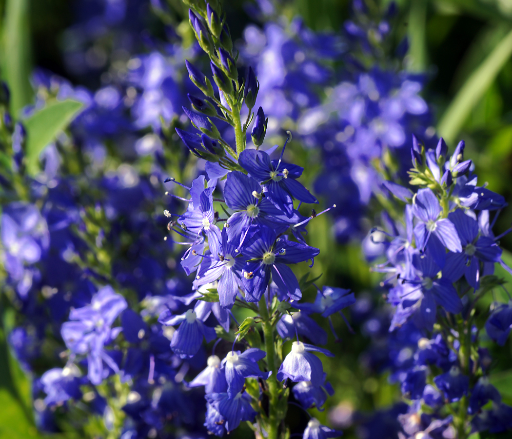 Изображение особи Veronica teucrium.