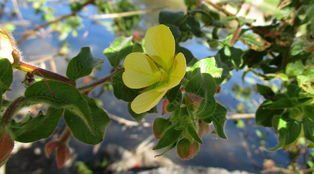 Image of Ludwigia peruviana specimen.