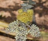 Eucalyptus kruseana