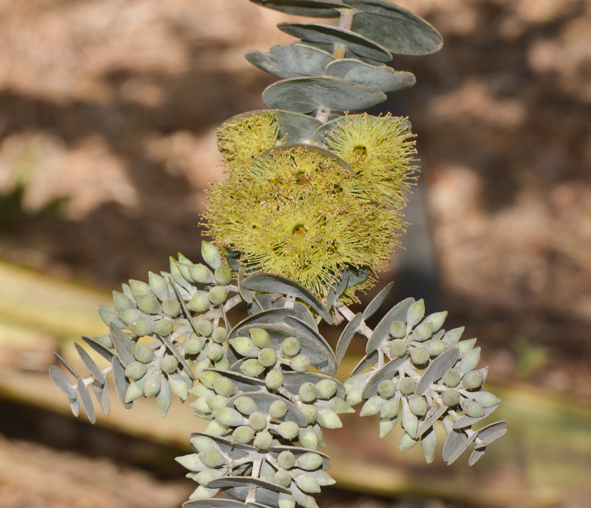 Изображение особи Eucalyptus kruseana.