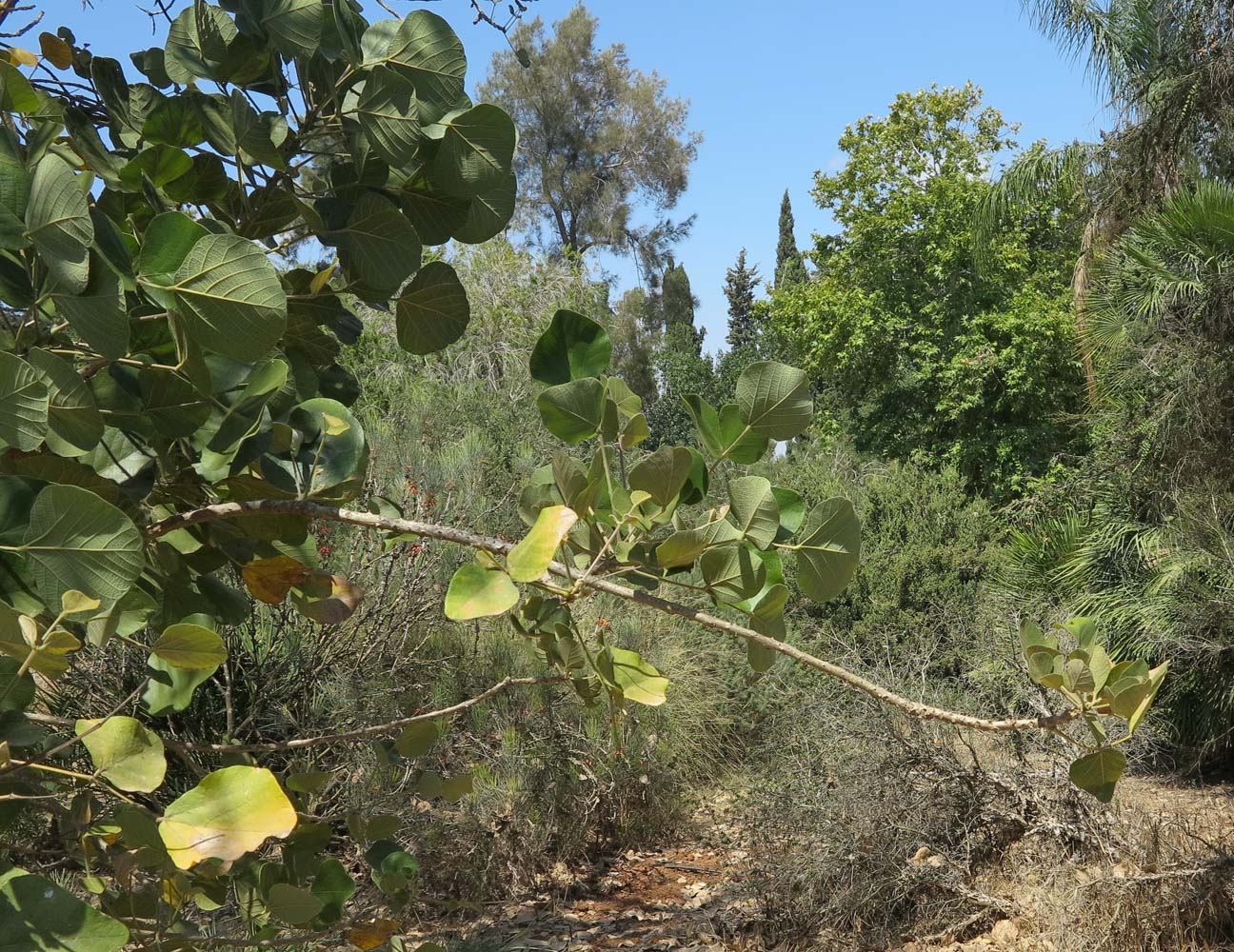 Image of Erythrina abyssinica specimen.