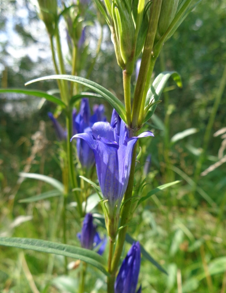 Image of Gentiana pneumonanthe specimen.