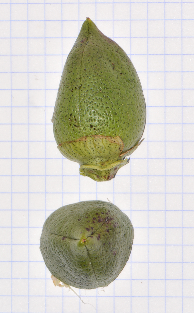 Image of Gossypium hirsutum specimen.