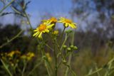 Senecio grandidentatus. Верхушка цветущего побега. Республика Адыгея, г. Майкоп, южная окраина города, поляна у грунтовой дороги между лесом на хребте Нагоеж-Уашх и левым берегом р. Белая. 28.08.2016.