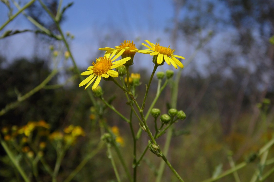 Изображение особи Senecio grandidentatus.