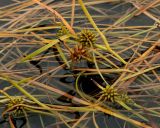 Смотреть изображение Sparganium angustifolium
