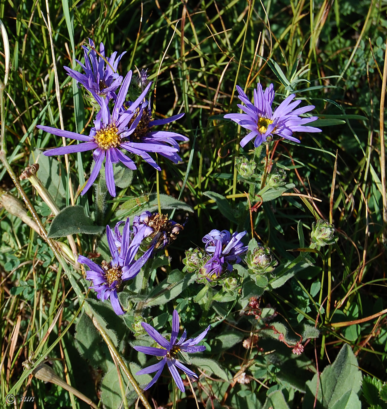 Image of Aster bessarabicus specimen.