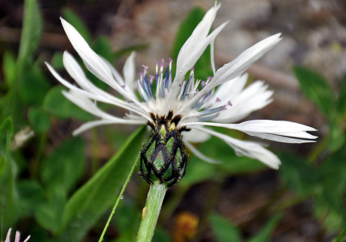 Image of Centaurea cheiranthifolia specimen.