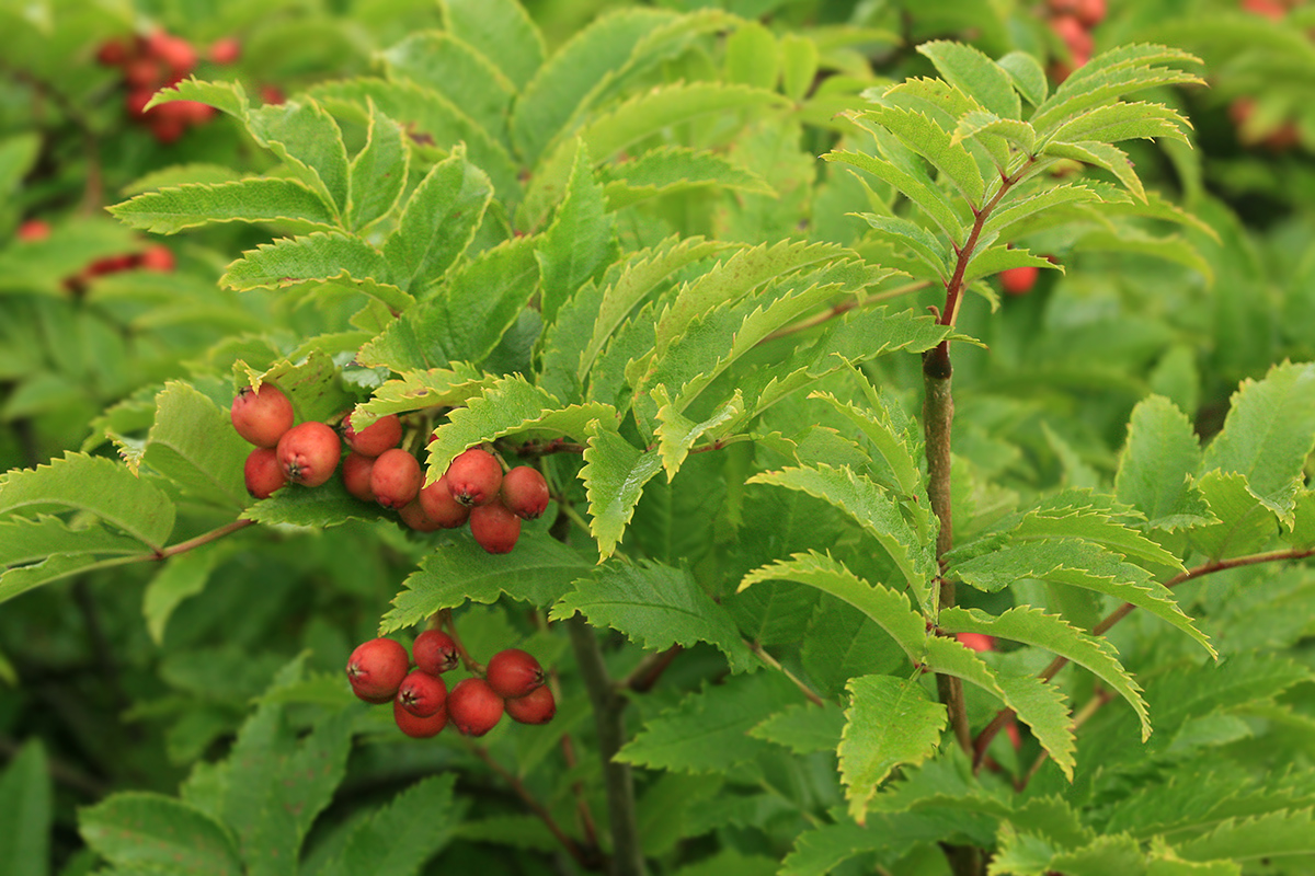 Image of Sorbus sambucifolia specimen.