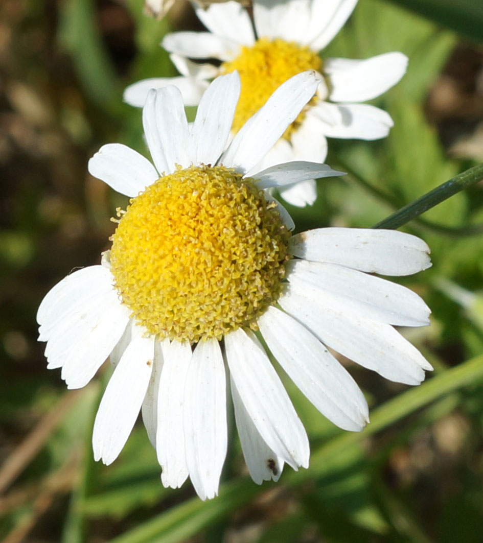 Image of Tripleurospermum inodorum specimen.