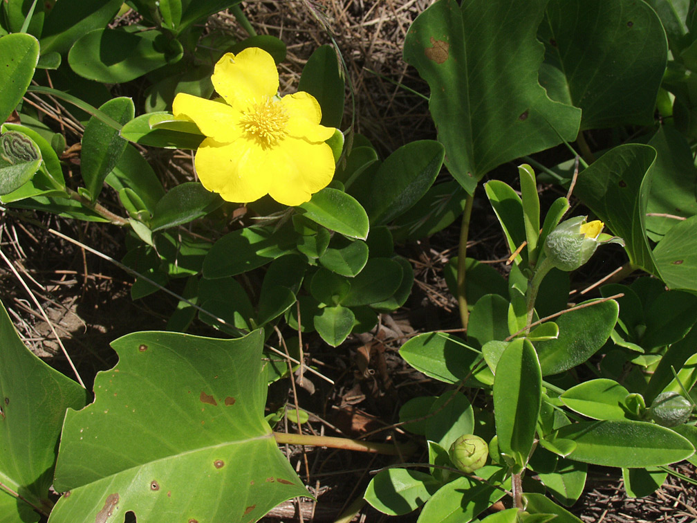 Image of Hibbertia scandens specimen.