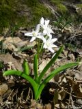 Scilla bifolia