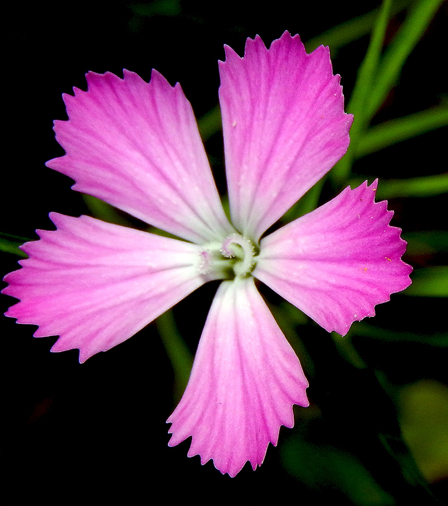 Изображение особи Dianthus caucaseus.