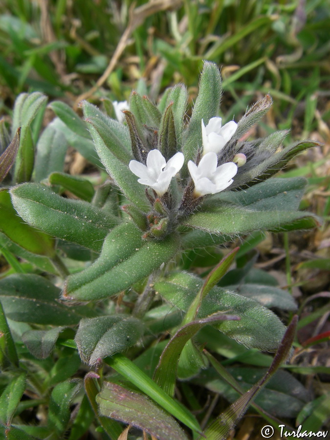 Image of Buglossoides arvensis specimen.