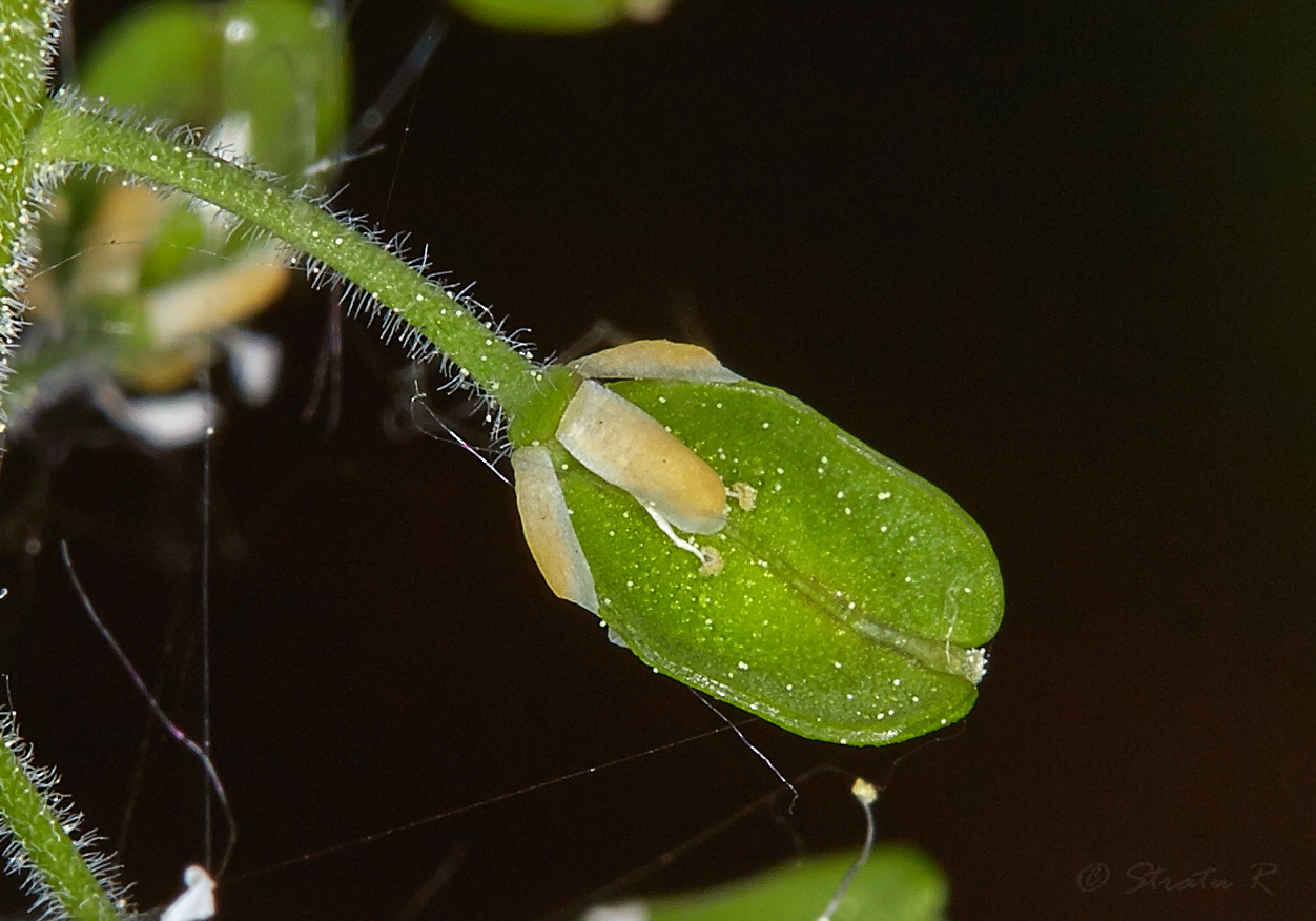 Image of Lepidium campestre specimen.