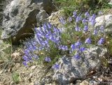 View full-size image Veronica capsellicarpa
