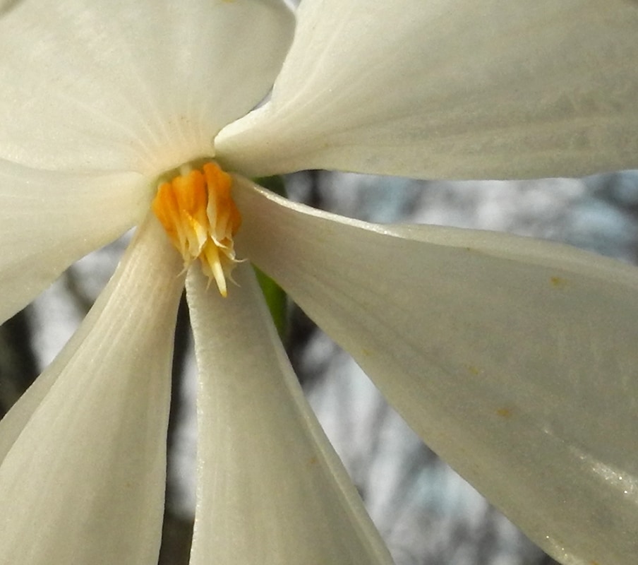 Image of Galanthus nivalis specimen.