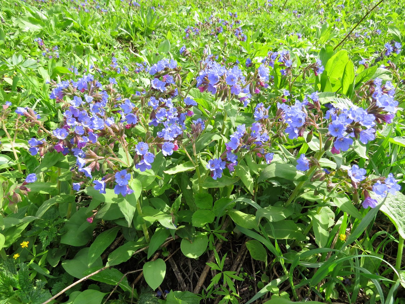 Изображение особи Pulmonaria mollis.