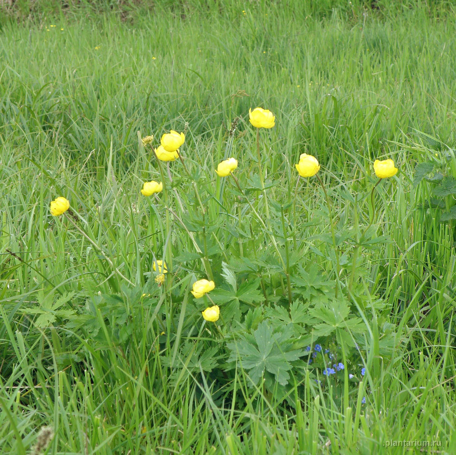 Image of Trollius europaeus specimen.