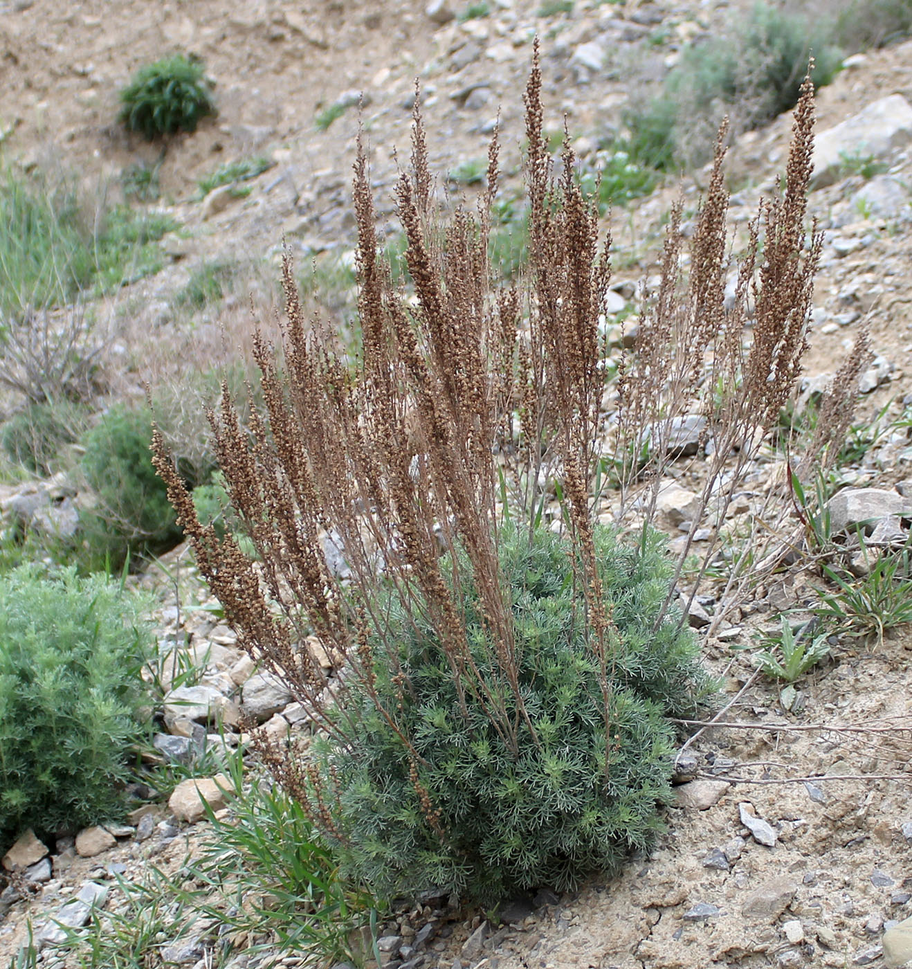 Image of genus Artemisia specimen.